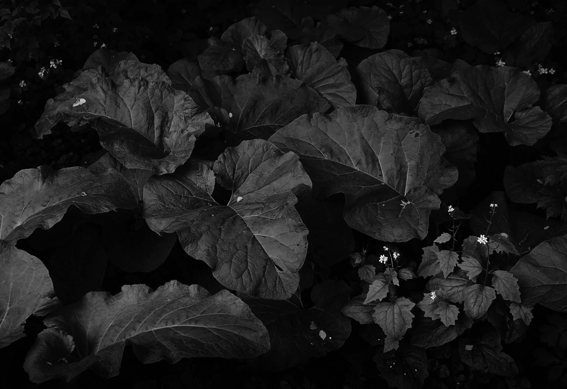 Download Black & White Nature Plant 4k Ultra HD Wallpaper