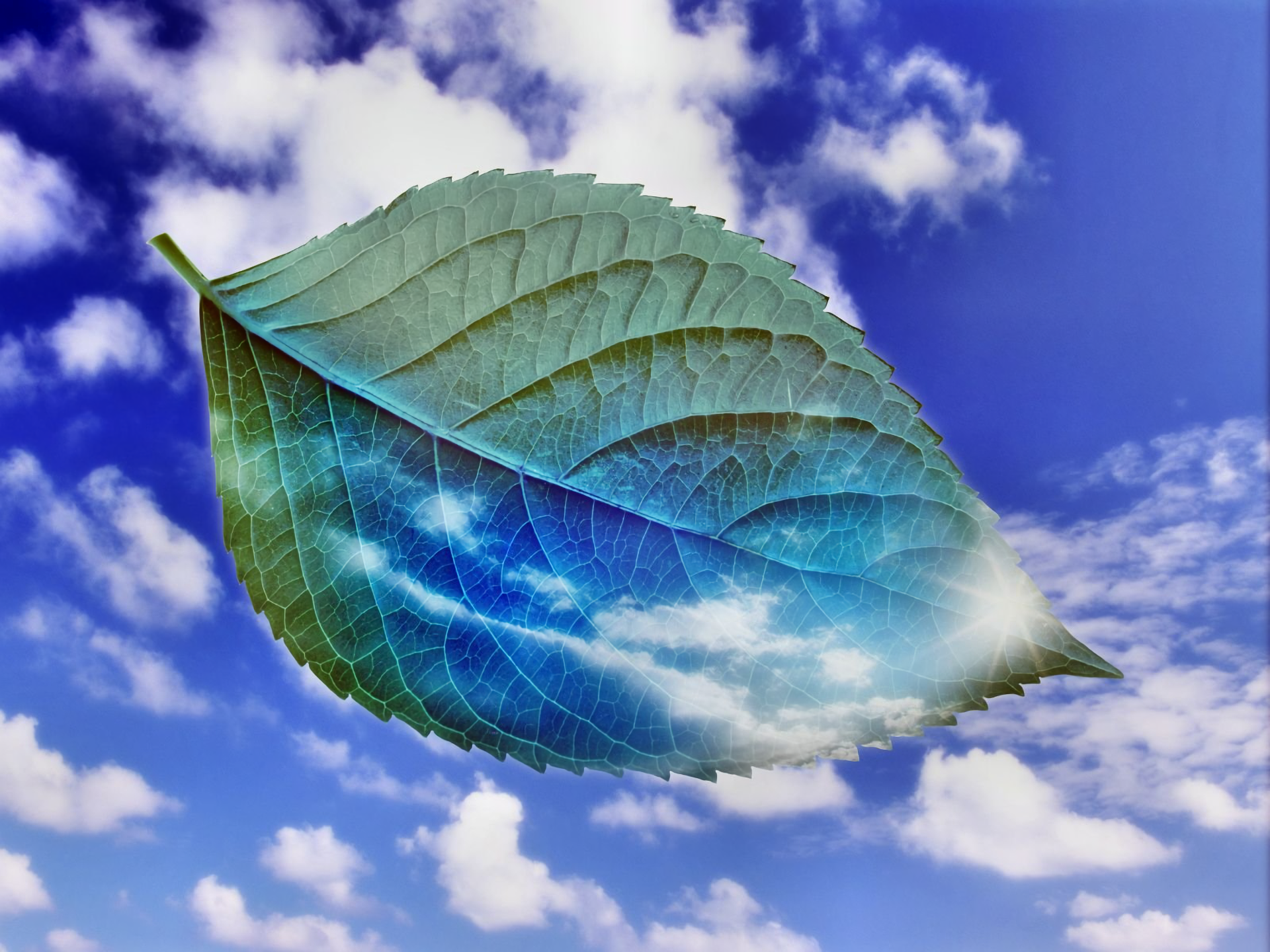 Download Artistic Leaf  HD Wallpaper