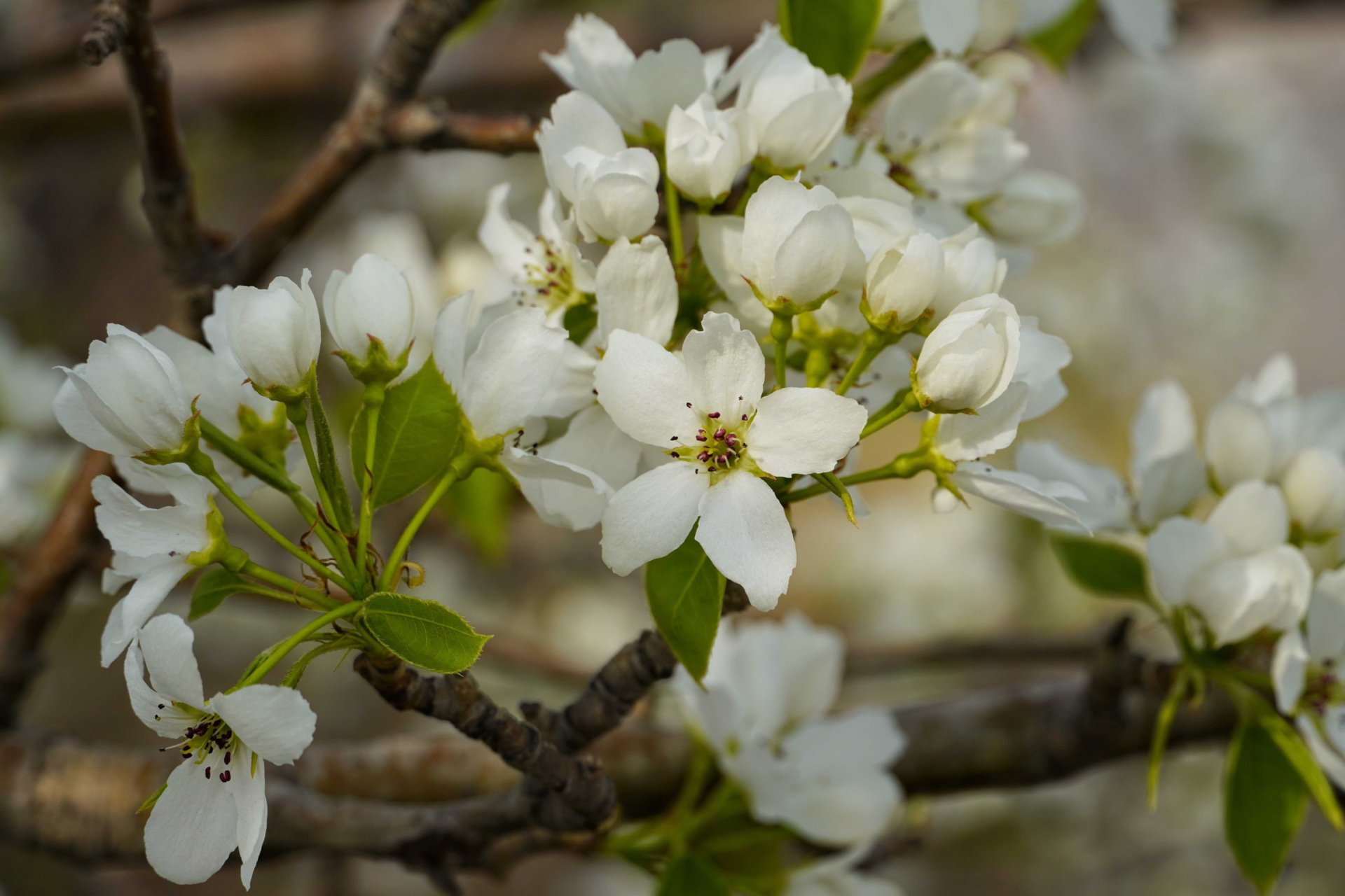Download Nature Blossom HD Wallpaper