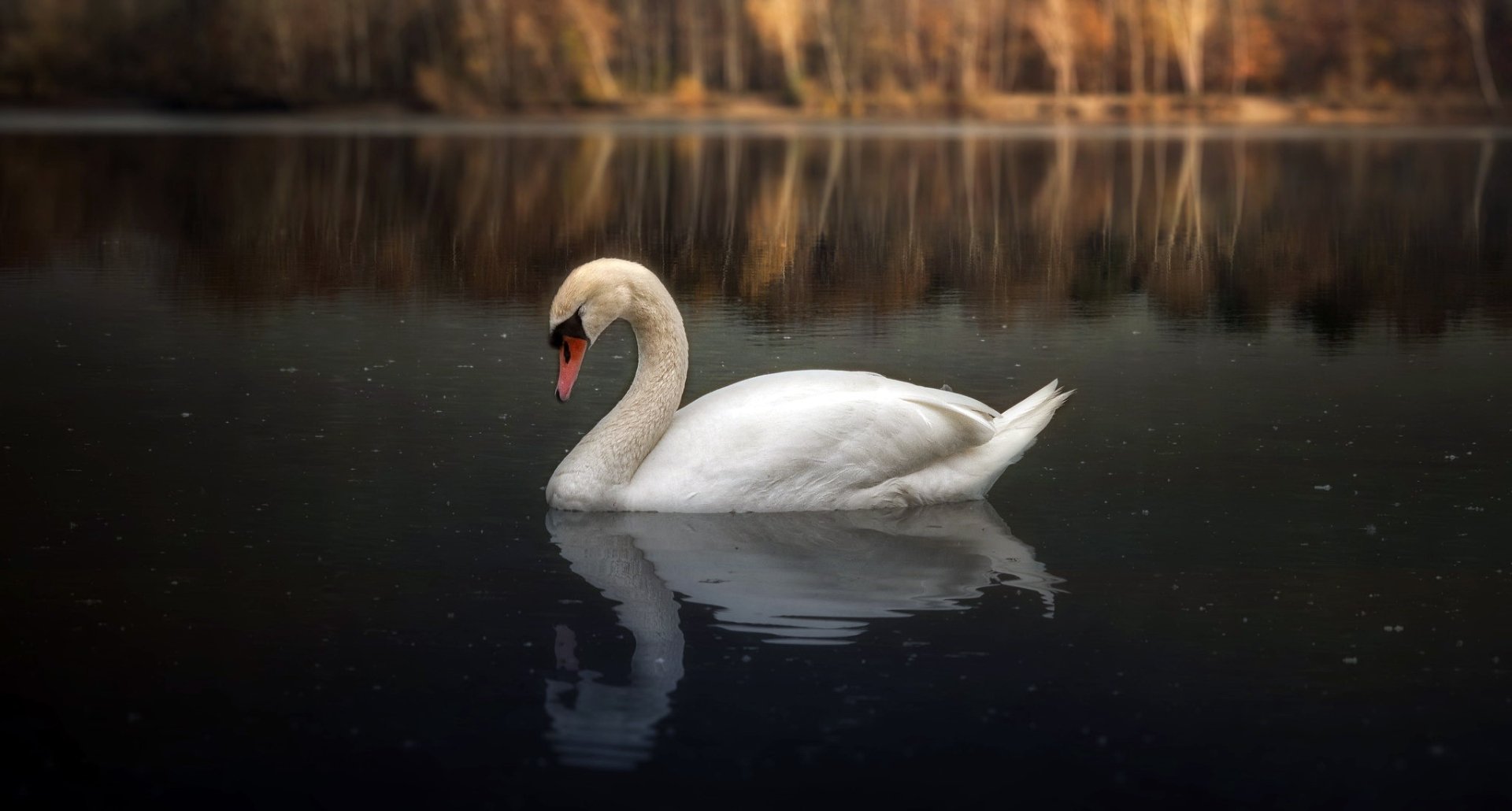 Download Animal Mute Swan HD Wallpaper