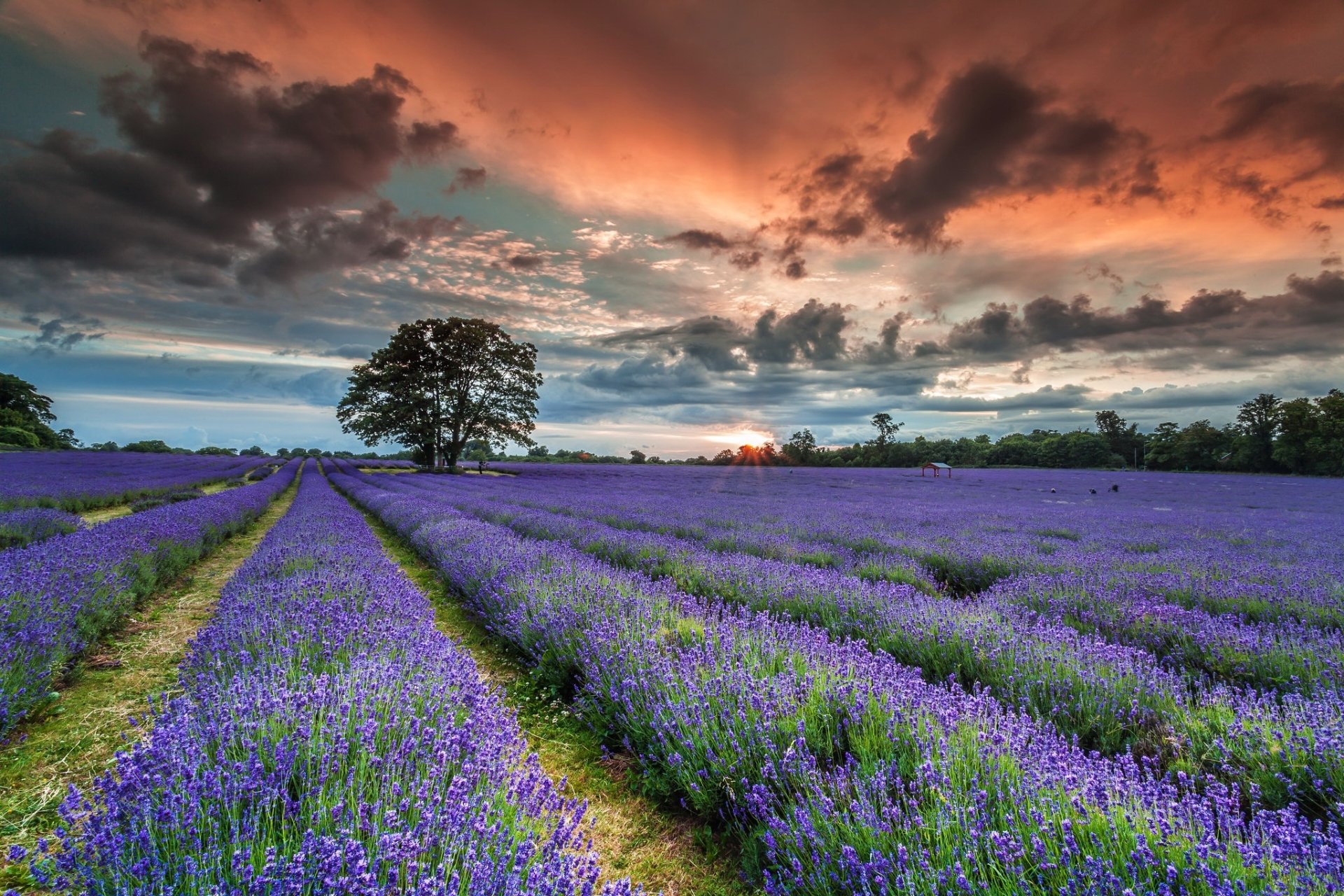 Download Nature Lavender HD Wallpaper