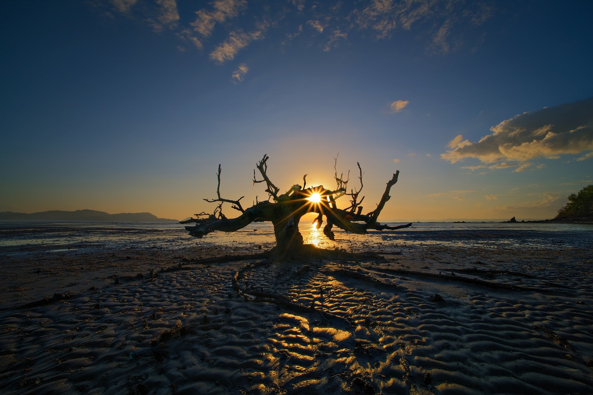 Download Sunset Nature Tree HD Wallpaper