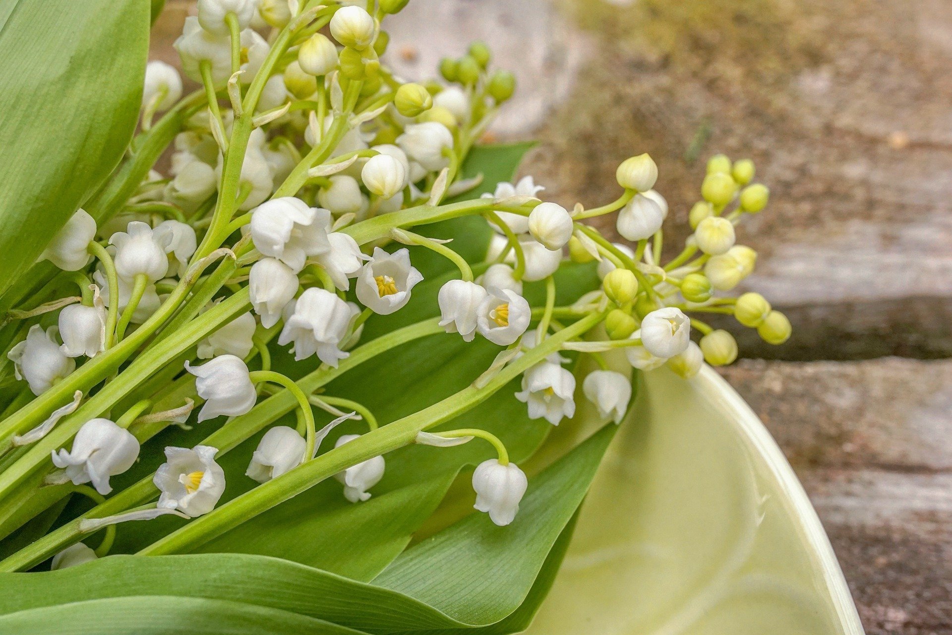 Download Nature Lily Of The Valley HD Wallpaper