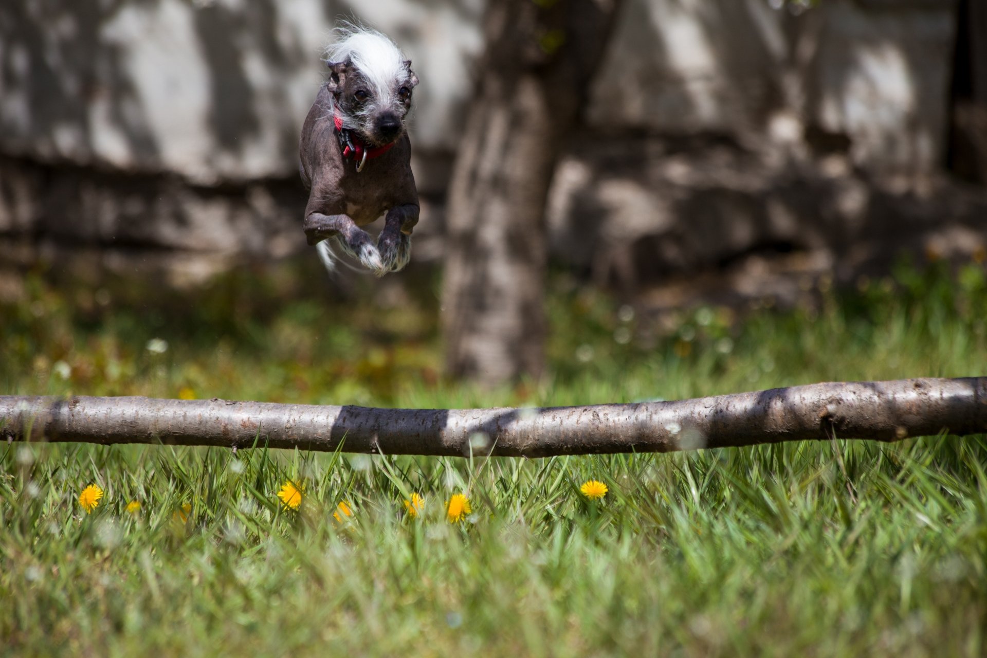 Download Animal Chinese Crested Dog 4k Ultra HD Wallpaper