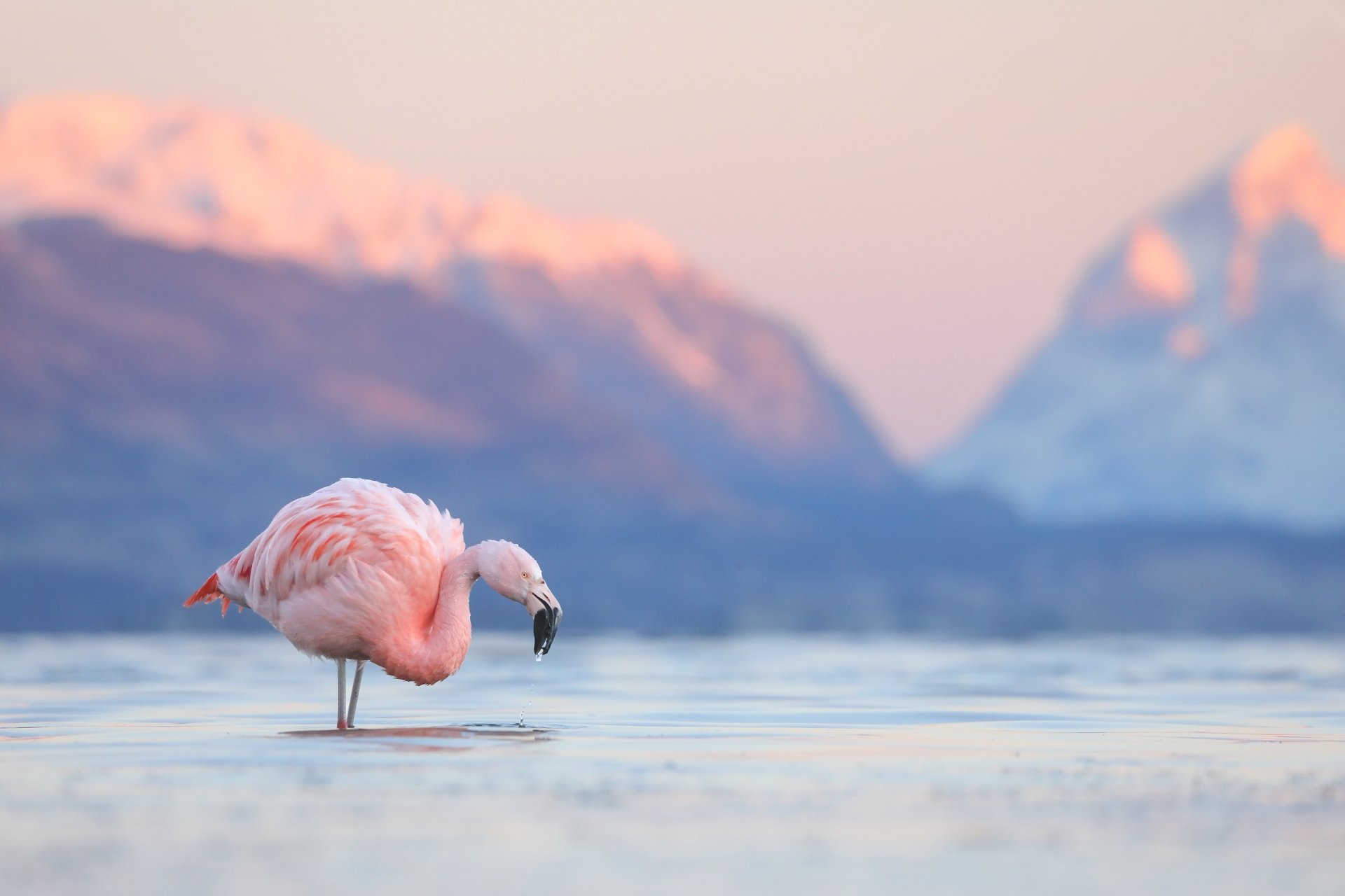 A flamingo stands in a calm lake with majestic mountains in the background, captured in HD as a serene PC desktop wallpaper and background.