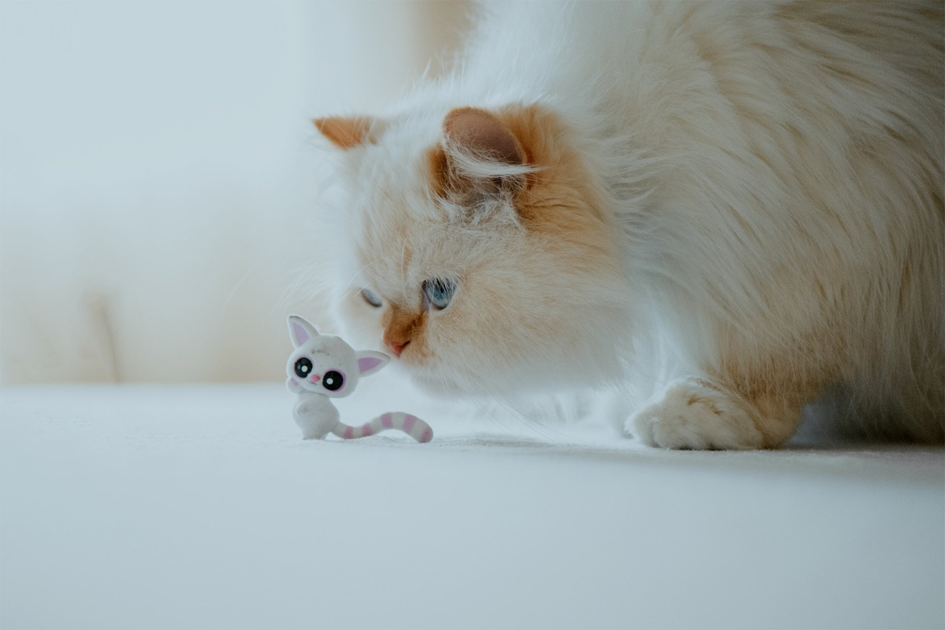 Download Himalayan Cat Animal Cat HD Wallpaper