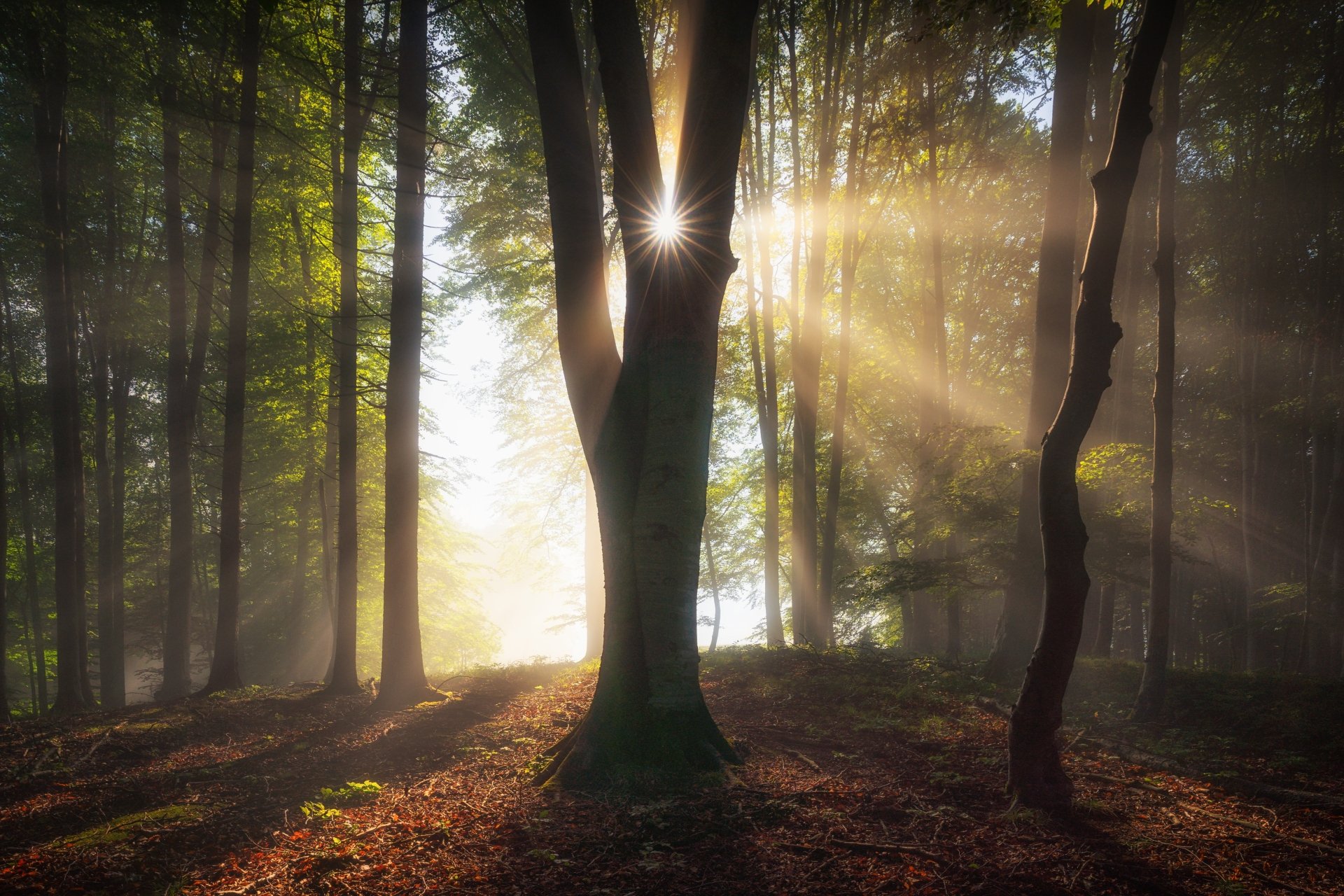 Download Germany Forest Nature Sunbeam 4k Ultra HD Wallpaper ...