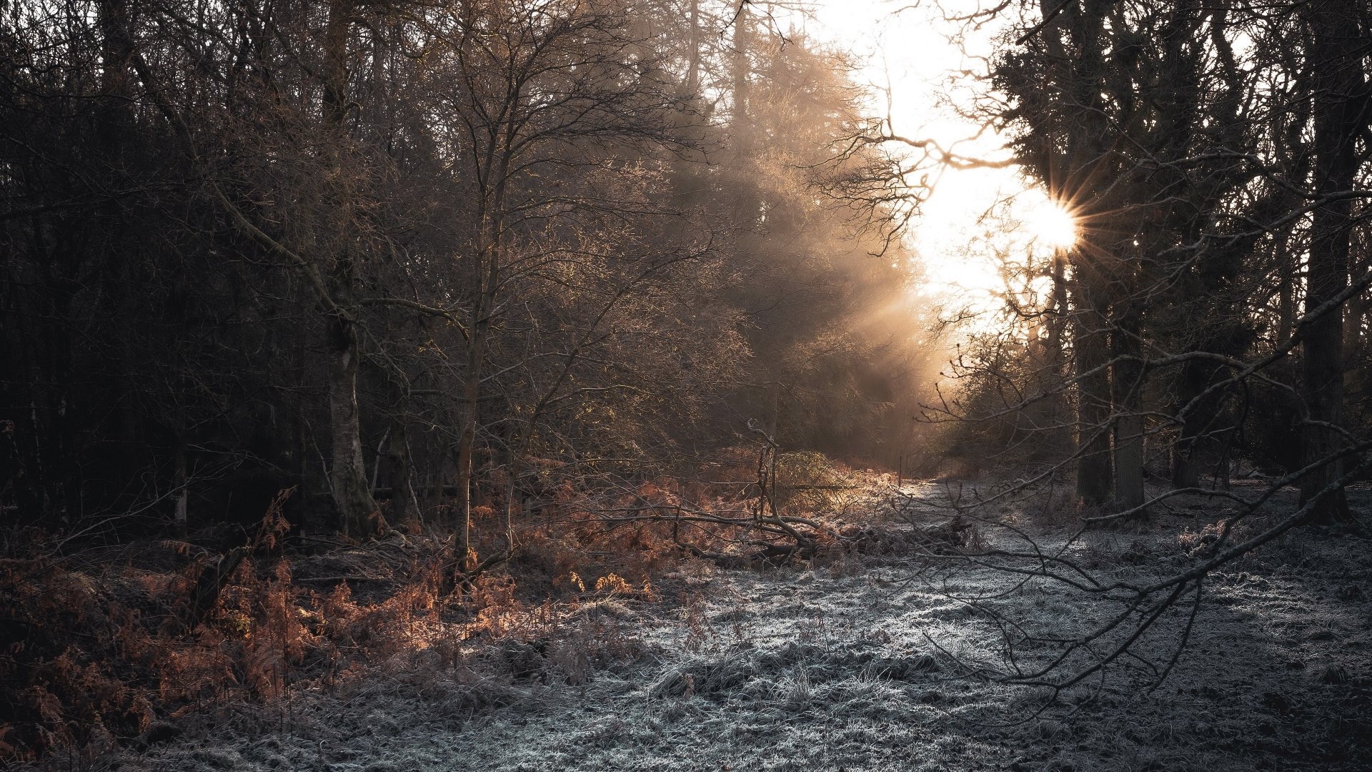 Download Forest Nature Sunbeam 4k Ultra HD Wallpaper | 3840x2160 ...