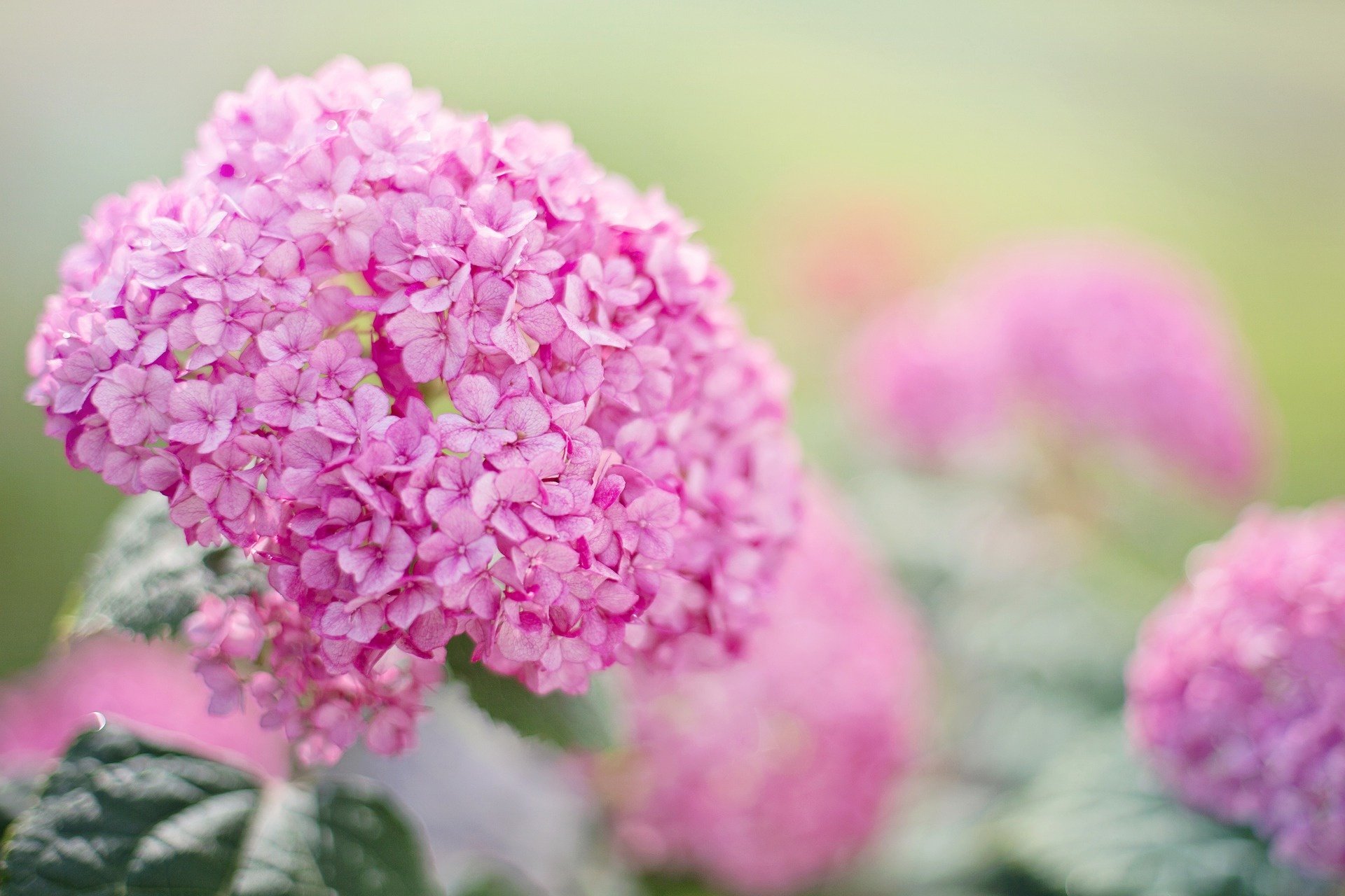 Download Nature Hydrangea HD Wallpaper