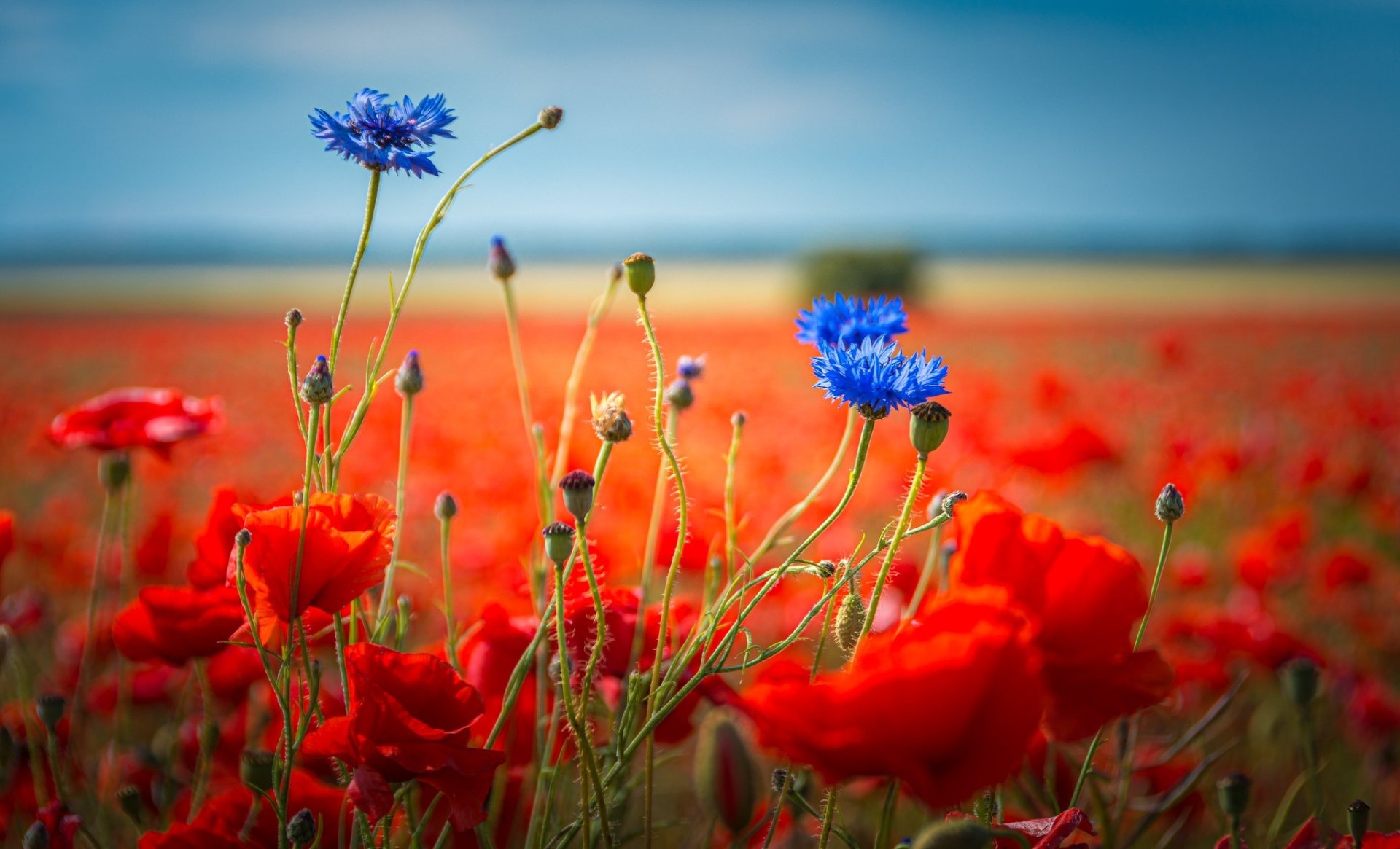 Download Cornflower Poppy Nature Flower HD Wallpaper