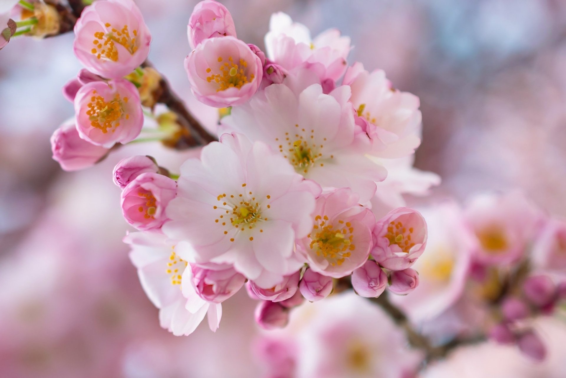 Nature HD PC desktop wallpaper showing a close-up of pink sakura (cherry) blossoms and buds against a soft, dreamy bokeh background.