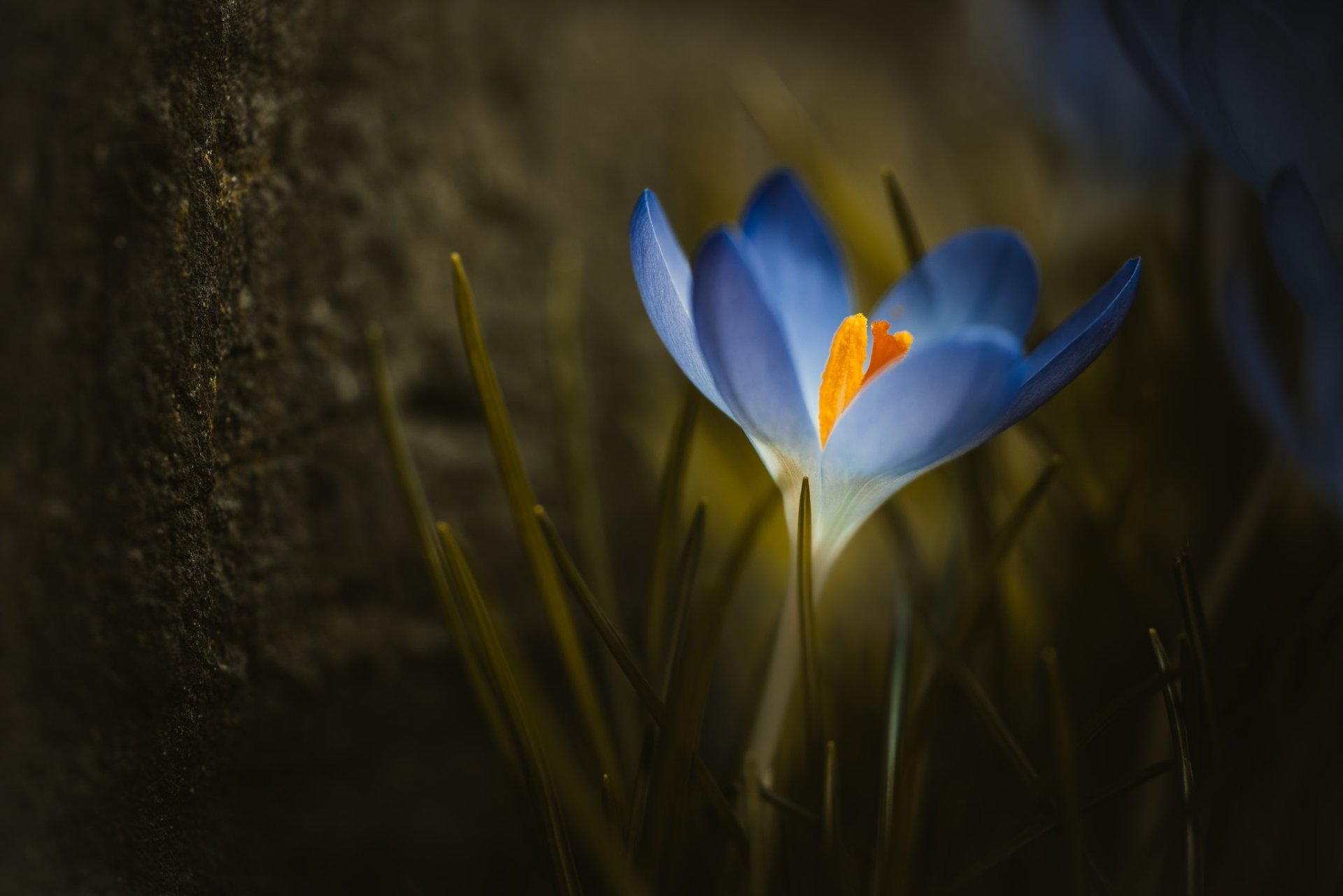 Download Nature Crocus HD Wallpaper