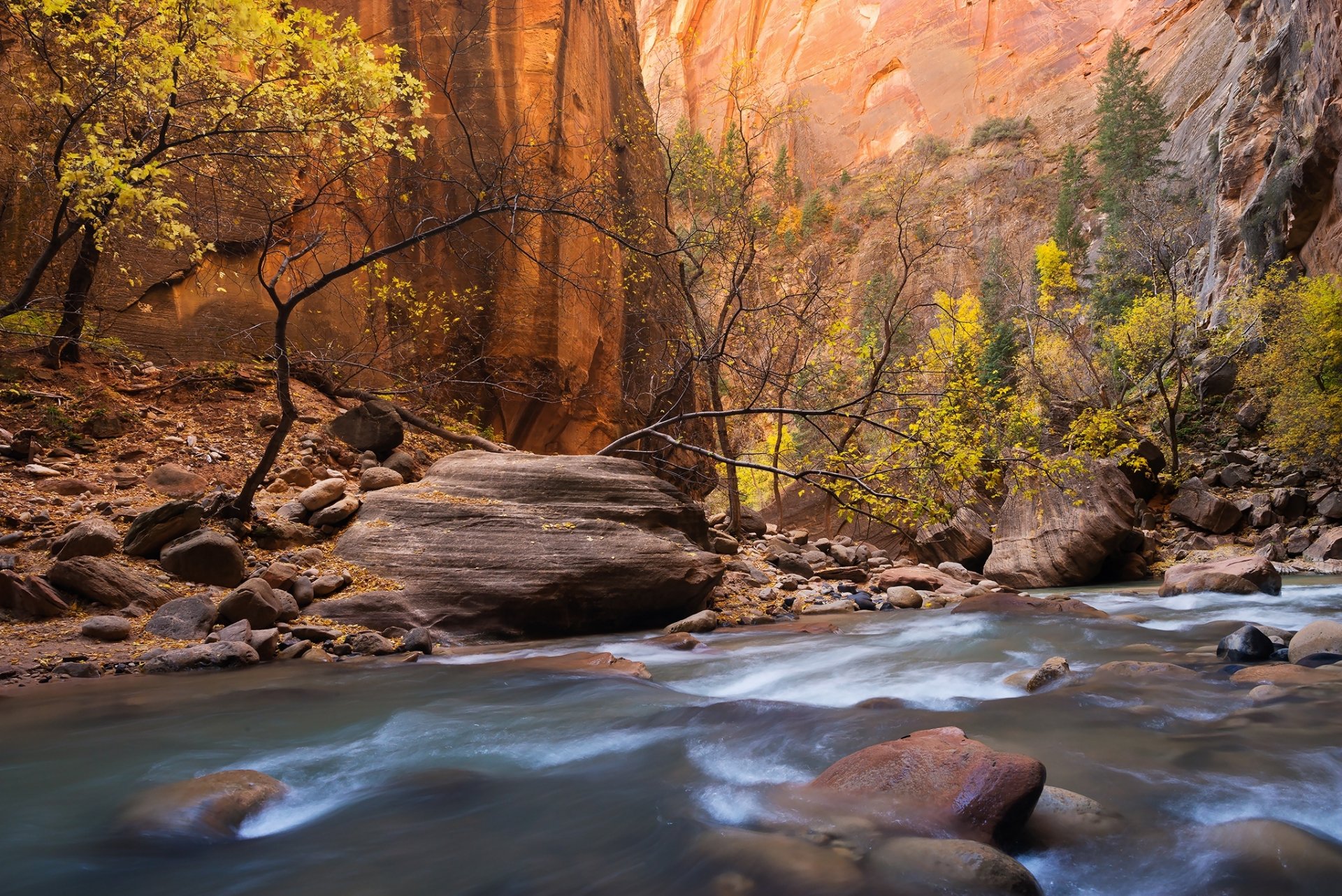 Download Stone River Tree Fall Nature Zion National Park HD Wallpaper