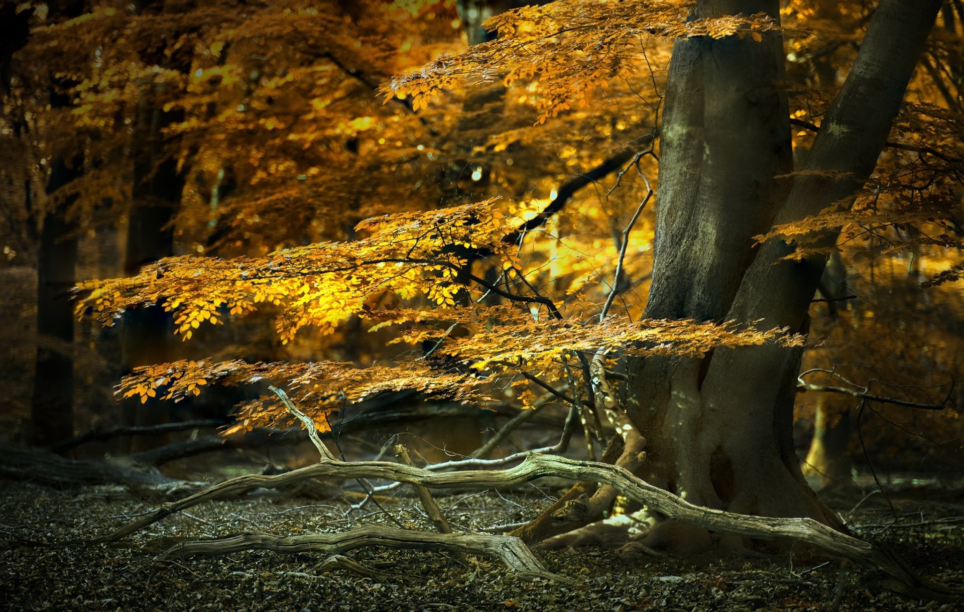 Download Forest Fall Nature Tree HD Wallpaper | 2048x1300 | Wallpaper Abyss