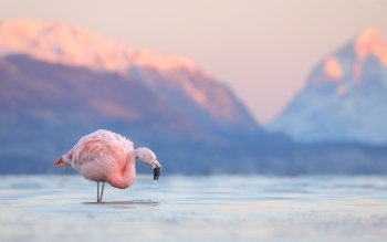 110 Flamant Rose Fonds D Ecran Hd Arriere Plans Wallpaper Abyss