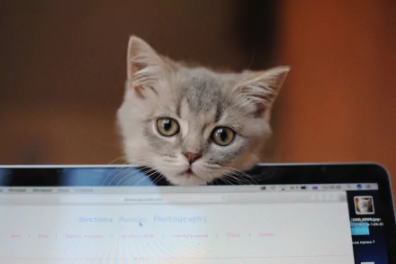 kitten baby animal Animal cat HD Desktop Wallpaper | Background Image