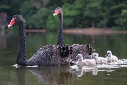 cygnet baby animal bird Animal black swan HD Desktop Wallpaper | Background Image