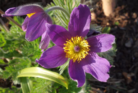  Purple Pulsatilla