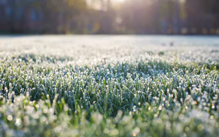 frost nature grass HD Desktop Wallpaper | Background Image