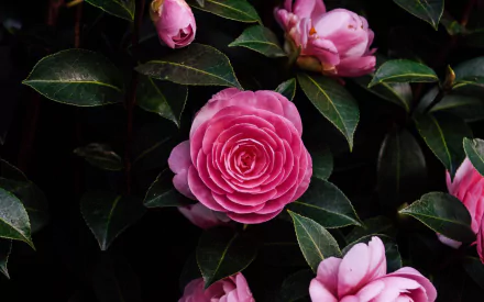 nature camellia HD Desktop Wallpaper | Background Image