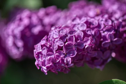 nature lilac HD Desktop Wallpaper | Background Image