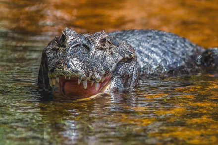water Animal alligator HD Desktop Wallpaper | Background Image
