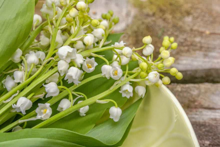 nature lily of the valley HD Desktop Wallpaper | Background Image