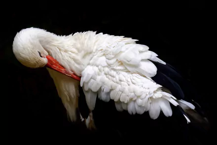 Animal White stork HD Desktop Wallpaper | Background Image