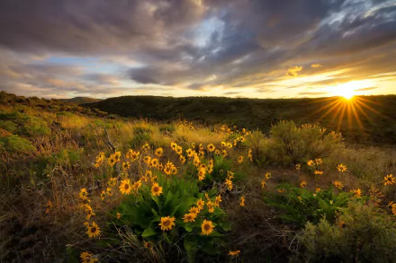arrowleaf balsamroot nature flower HD Desktop Wallpaper | Background Image