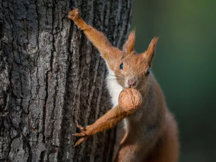 walnut wood Animal squirrel HD Desktop Wallpaper | Background Image