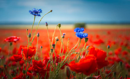 cornflower poppy nature flower HD Desktop Wallpaper | Background Image
