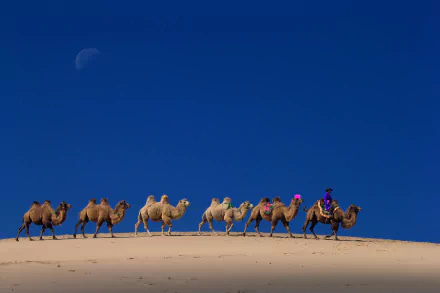 camel photography caravan HD Desktop Wallpaper | Background Image