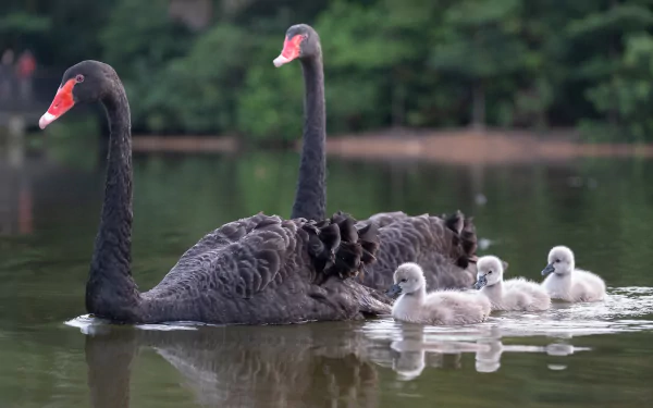 cygnet baby animal bird Animal black swan HD Desktop Wallpaper | Background Image