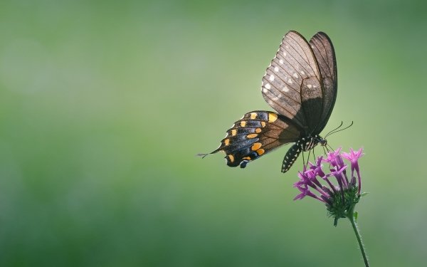 Animal Butterfly Flower Insect HD Wallpaper | Background Image