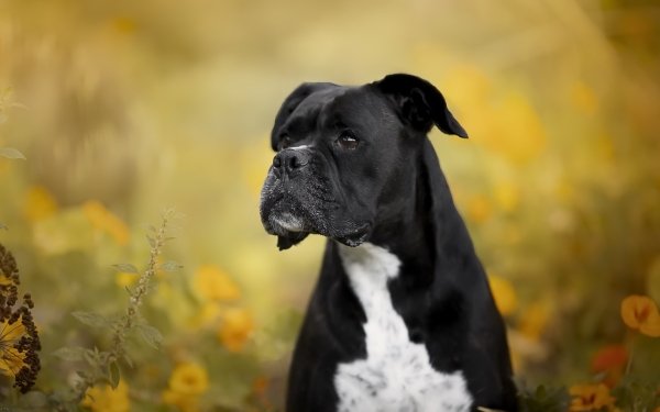 Animal Boxer Dogs Dog Pet HD Wallpaper | Background Image