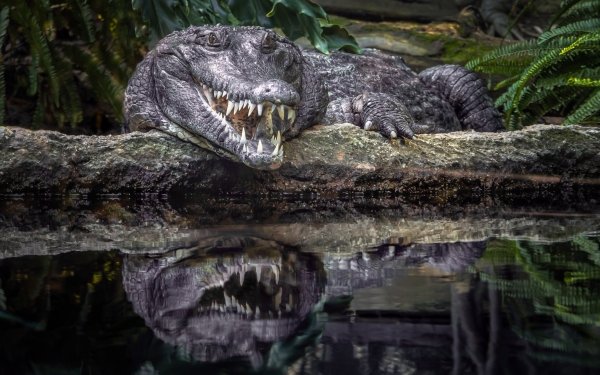 Animal Crocodile Reptiles Reflection HD Wallpaper | Background Image