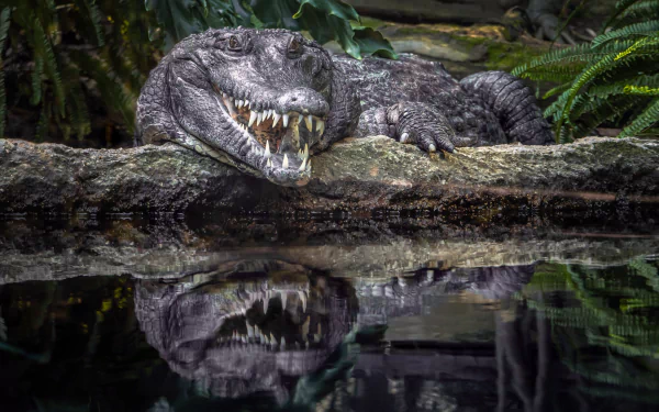 HD desktop wallpaper showing a crocodile resting on a log with its reflection visible in the calm water below, surrounded by lush green foliage.