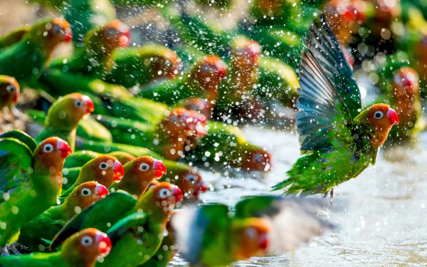  Flock of Fischer's lovebirds Washing in the water