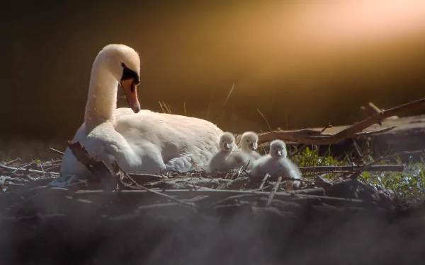 baby animal cygnet swan bird Animal mute swan HD Desktop Wallpaper | Background Image