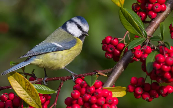 passerine bird rowan Animal titmouse HD Desktop Wallpaper | Background Image