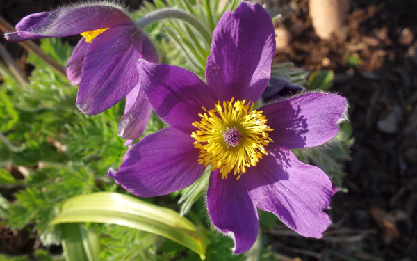  Purple Pulsatilla