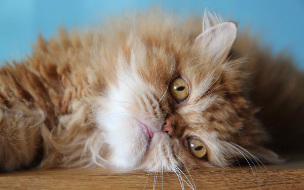 persian cat Animal cat HD Desktop Wallpaper | Background Image