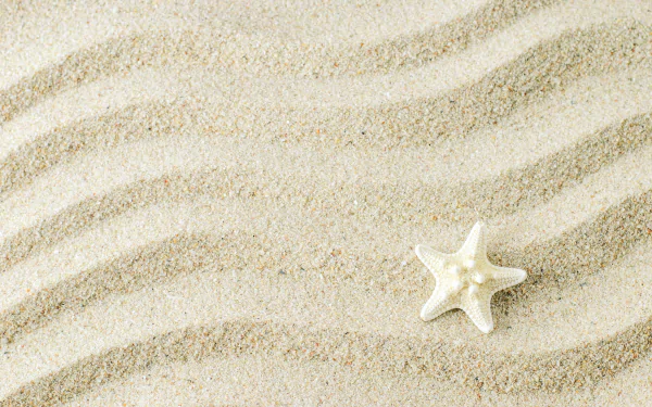 sand Animal starfish HD Desktop Wallpaper | Background Image