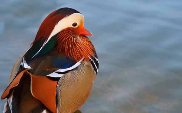 Animal Mandarin Duck Birds Ducks HD Wallpaper | Background Image