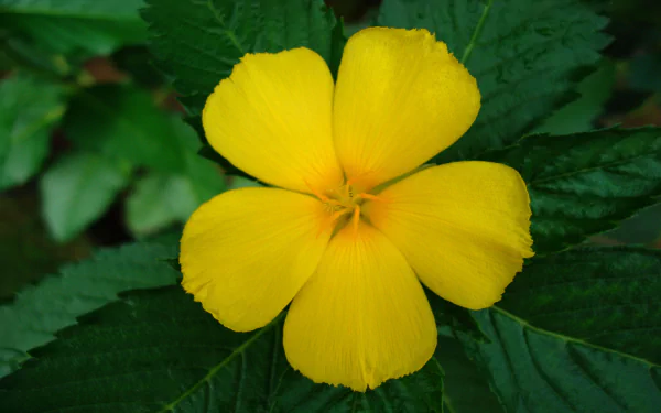 Close-up of a bright yellow five-petaled flower surrounded by green leaves — high-resolution 2K Quad HD nature desktop wallpaper/background.