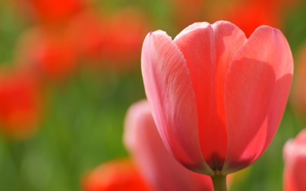 Earth Tulip Flowers HD Wallpaper | Background Image