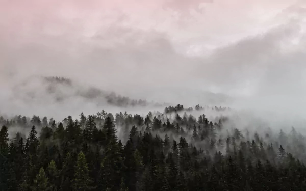 4K Ultra HD PC desktop wallpaper and background: nature scene of dense conifer forest shrouded in rolling fog beneath a pale pink-gray sky.