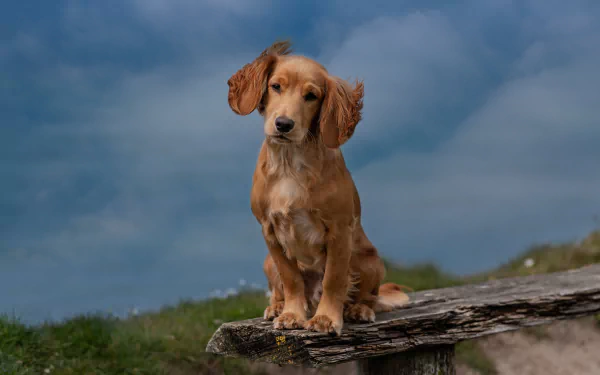 baby animal dog puppy Animal spaniel HD Desktop Wallpaper | Background Image