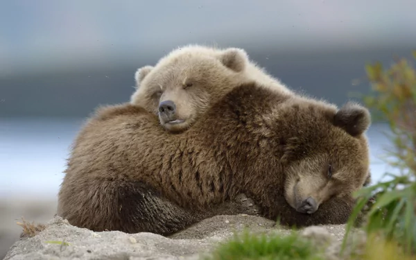Two bear cubs, a baby predator animal, sleep closely together in this 4K Ultra HD PC desktop wallpaper and background.