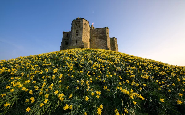 narcissus England man made castle HD Desktop Wallpaper | Background Image